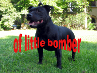 Les Staffordshire Bull Terrier de l'affixe of little Bomber