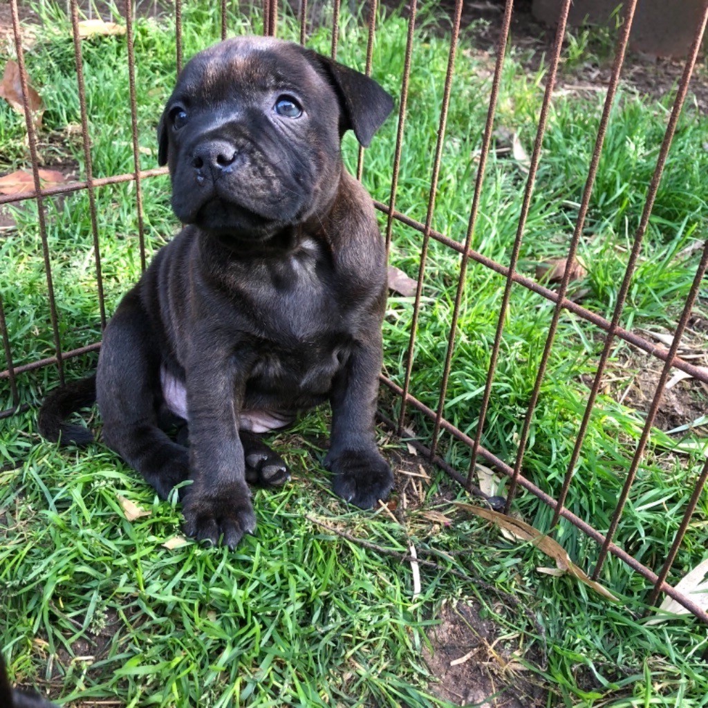 of little Bomber - Chiot disponible  - Staffordshire Bull Terrier