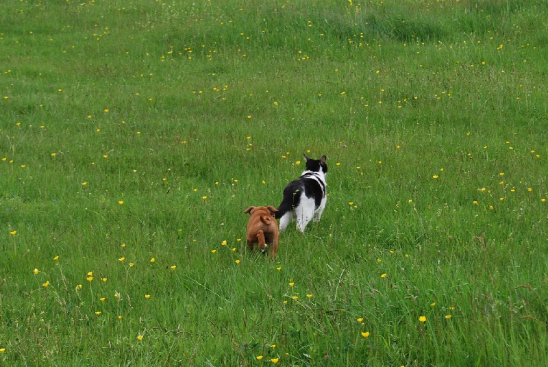 Far beyond of little Bomber