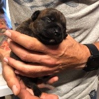 of little Bomber - Staffordshire Bull Terrier - Portée née le 07/10/2018