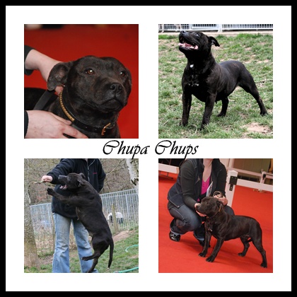 of little Bomber Chupa chups