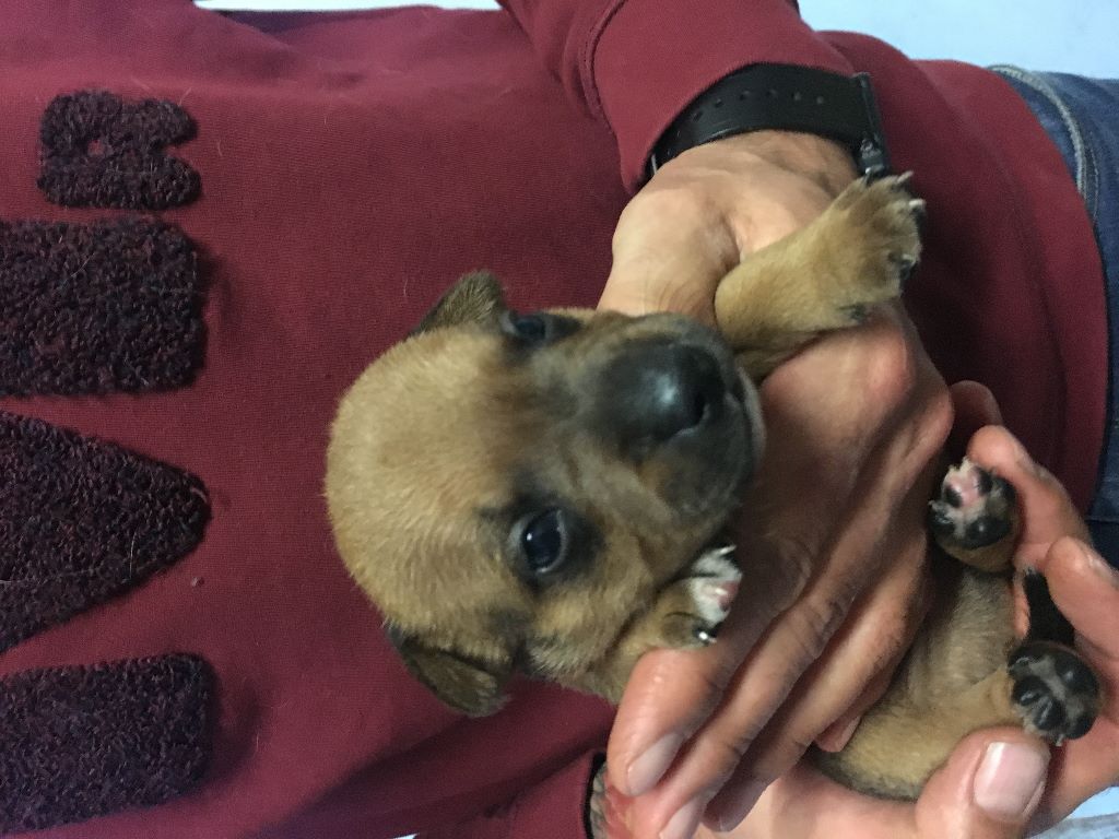 of little Bomber - Staffordshire Bull Terrier - Portée née le 22/07/2017