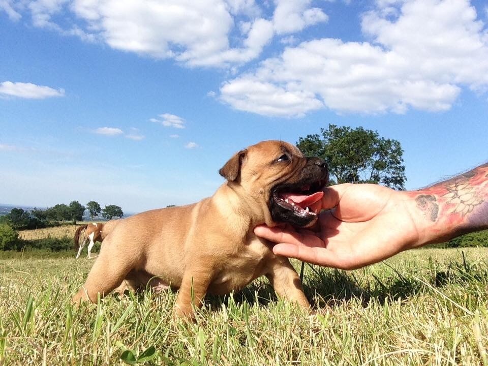 of little Bomber - Chiots disponibles - Staffordshire Bull Terrier